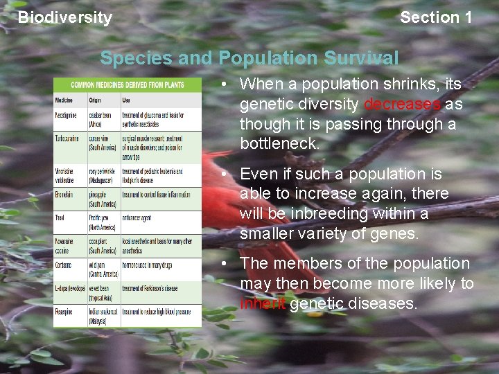 Biodiversity Section 1 Species and Population Survival • When a population shrinks, its genetic