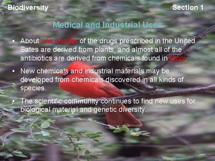 Biodiversity Section 1 Medical and Industrial Uses • About one quarter of the drugs