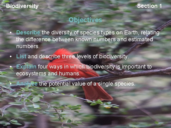 Biodiversity Section 1 Objectives • Describe the diversity of species types on Earth, relating