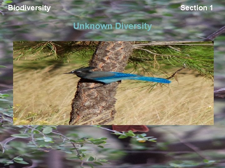 Biodiversity Section 1 Unknown Diversity 