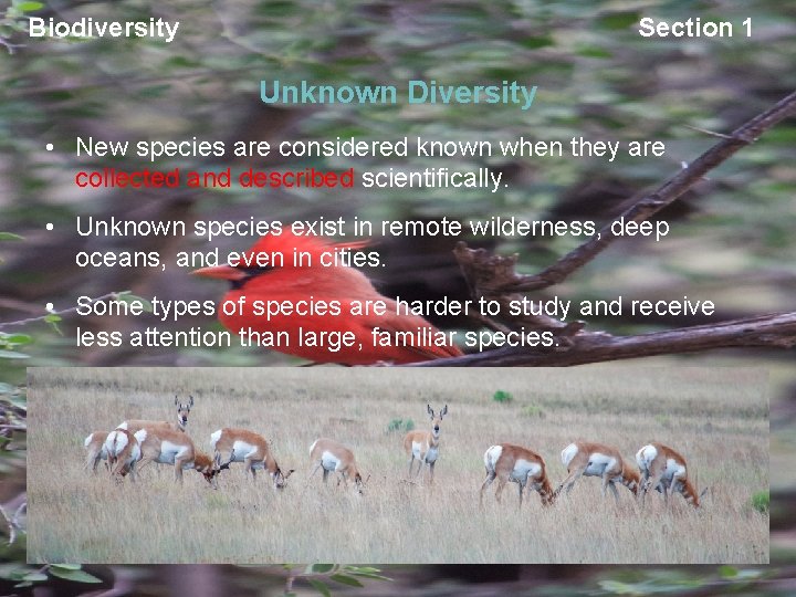 Biodiversity Section 1 Unknown Diversity • New species are considered known when they are