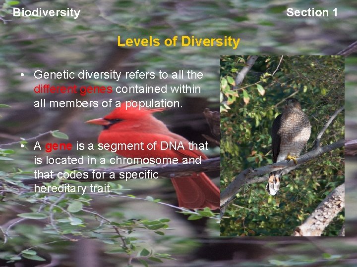 Biodiversity Section 1 Levels of Diversity • Genetic diversity refers to all the different