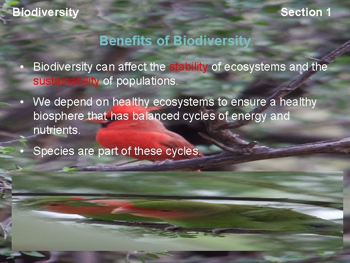 Biodiversity Section 1 Benefits of Biodiversity • Biodiversity can affect the stability of ecosystems