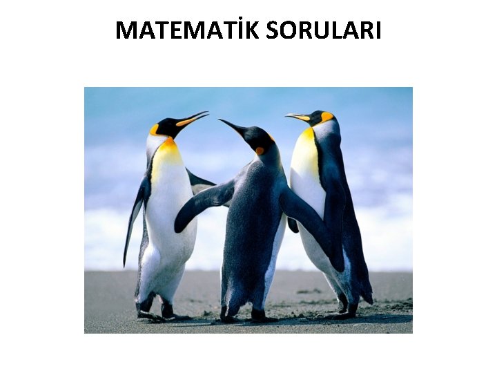 MATEMATİK SORULARI 