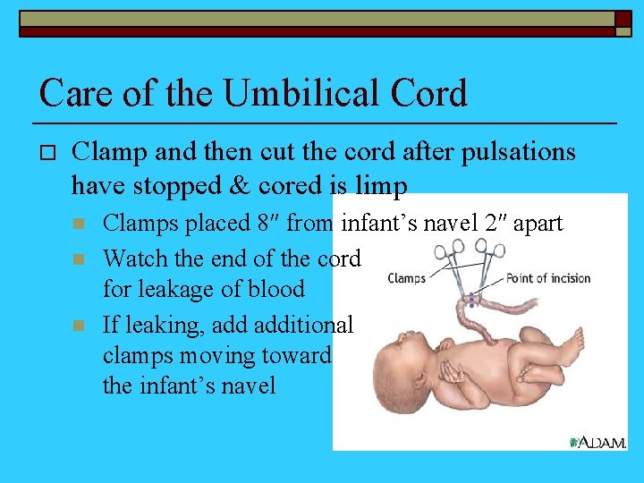 Care of the Umbilical Cord o Clamp and then cut the cord after pulsations