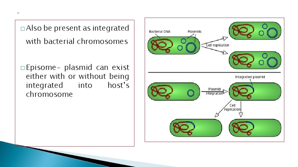 . . � Also be present as integrated with bacterial chromosomes � Episome- plasmid