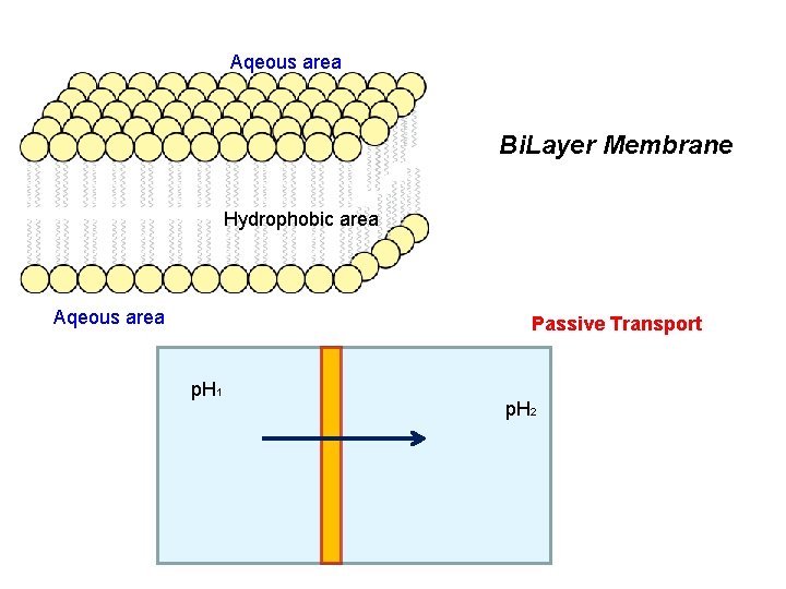 Aqeous area Bi. Layer Membrane Hydrophobic area Aqeous area Passive Transport p. H 1