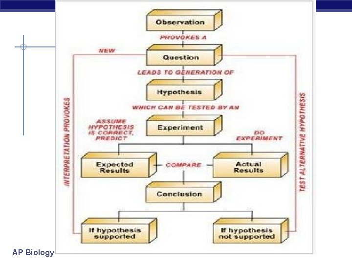 AP Biology 