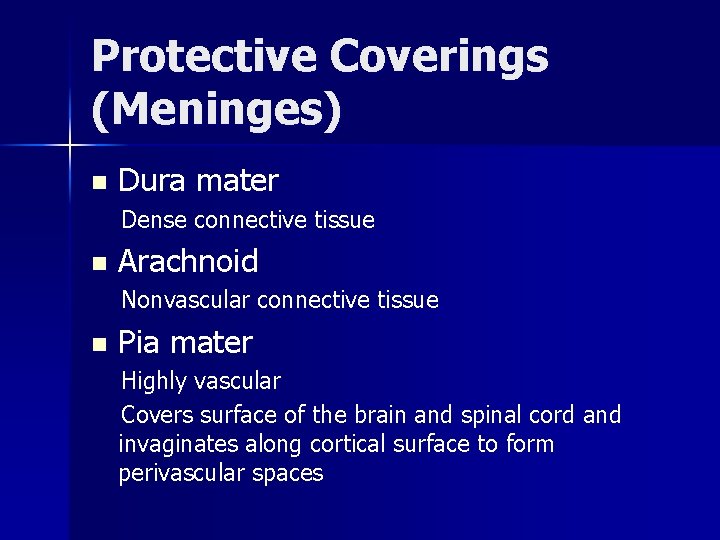 Protective Coverings (Meninges) n Dura mater Dense connective tissue n Arachnoid Nonvascular connective tissue