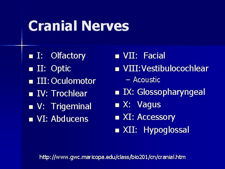 Cranial Nerves n n n I: Olfactory II: Optic III: Oculomotor IV: Trochlear V:
