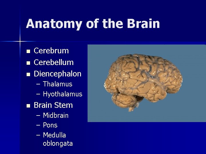 Anatomy of the Brain n Cerebrum Cerebellum Diencephalon – Thalamus – Hyothalamus n Brain