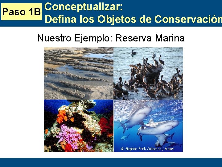 Conceptualizar: Paso 1 B Defina los Objetos de Conservación Nuestro Ejemplo: Reserva Marina ©