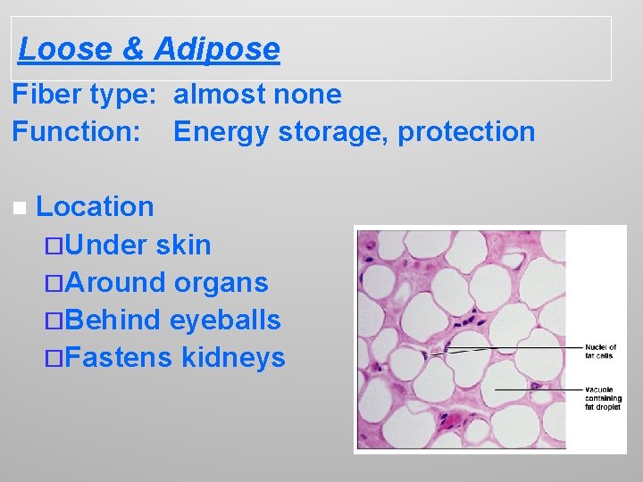 Loose & Adipose Fiber type: almost none Function: Energy storage, protection n Location ¨Under