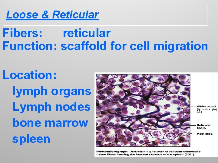 Loose & Reticular Fibers: reticular Function: scaffold for cell migration Location: lymph organs Lymph