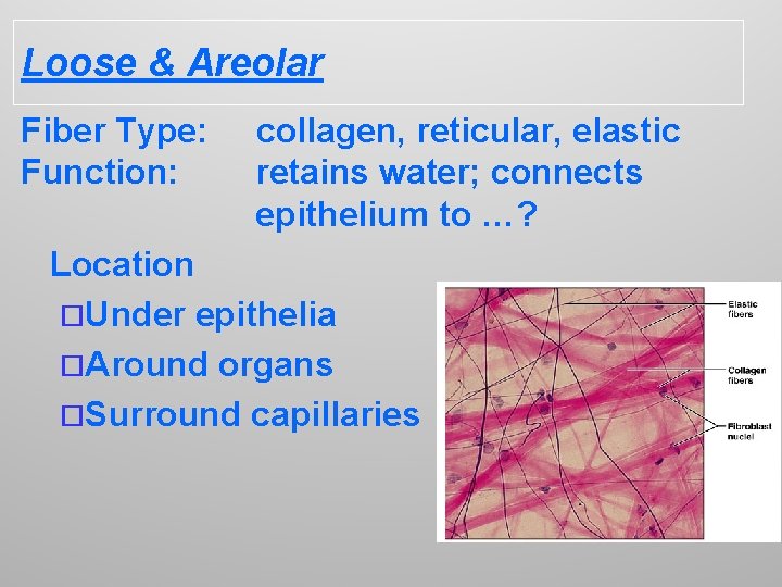 Loose & Areolar Fiber Type: Function: collagen, reticular, elastic retains water; connects epithelium to