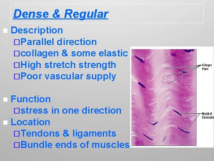 Dense & Regular n Description ¨Parallel direction ¨collagen & some elastic fibers ¨High stretch