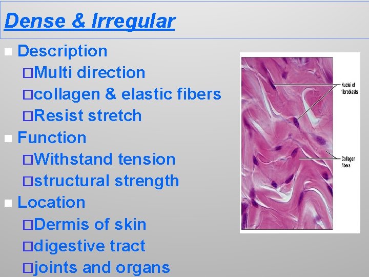 Dense & Irregular Description ¨Multi direction ¨collagen & elastic fibers ¨Resist stretch n Function