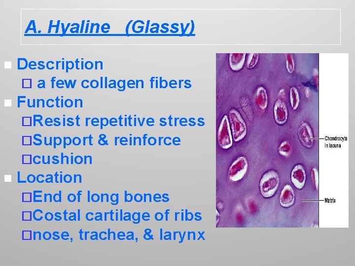 A. Hyaline (Glassy) Description ¨ a few collagen fibers n Function ¨Resist repetitive stress
