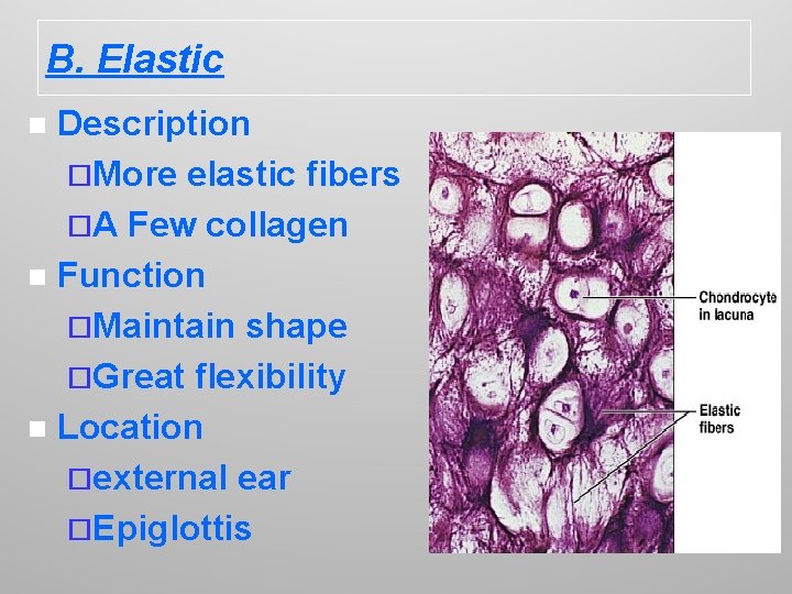 B. Elastic Description ¨More elastic fibers ¨A Few collagen n Function ¨Maintain shape ¨Great