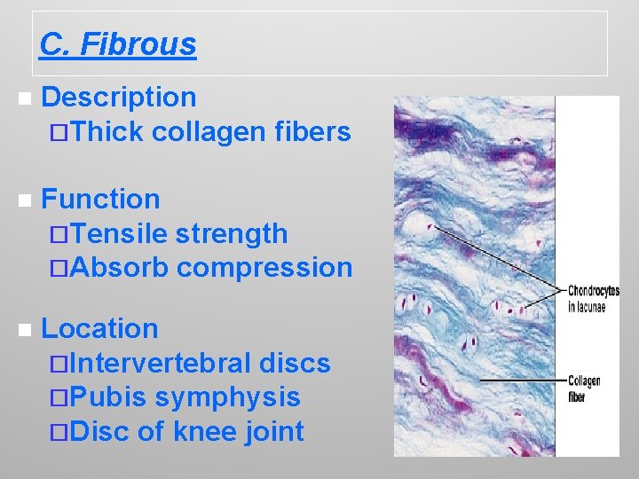 C. Fibrous n Description ¨Thick collagen fibers n Function ¨Tensile strength ¨Absorb compression n