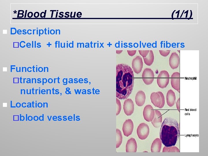 *Blood Tissue n Description ¨Cells + fluid matrix + dissolved fibers Function ¨transport gases,