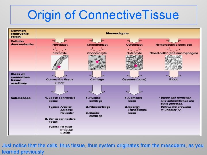 Origin of Connective. Tissue Just notice that the cells, thus tissue, thus system originates