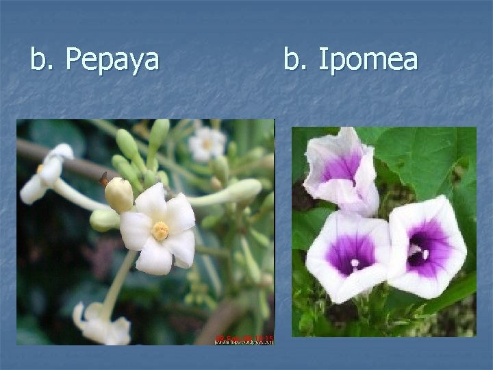 b. Pepaya b. Ipomea 