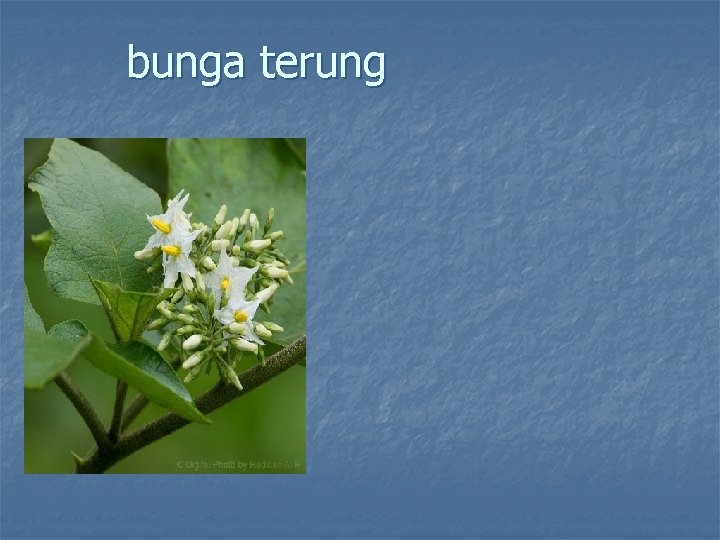 bunga terung 