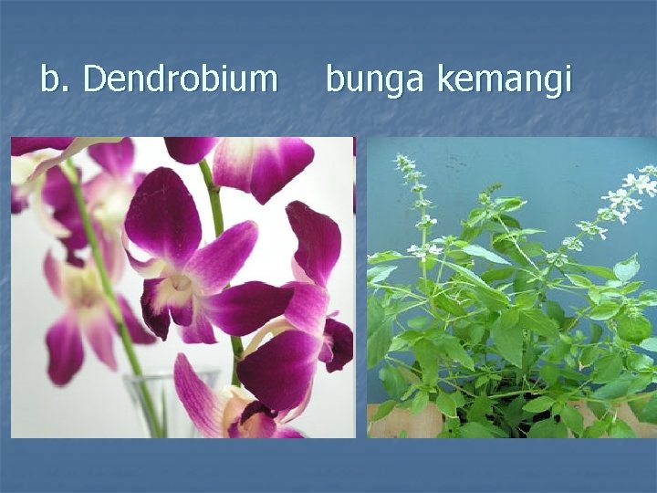 b. Dendrobium bunga kemangi 