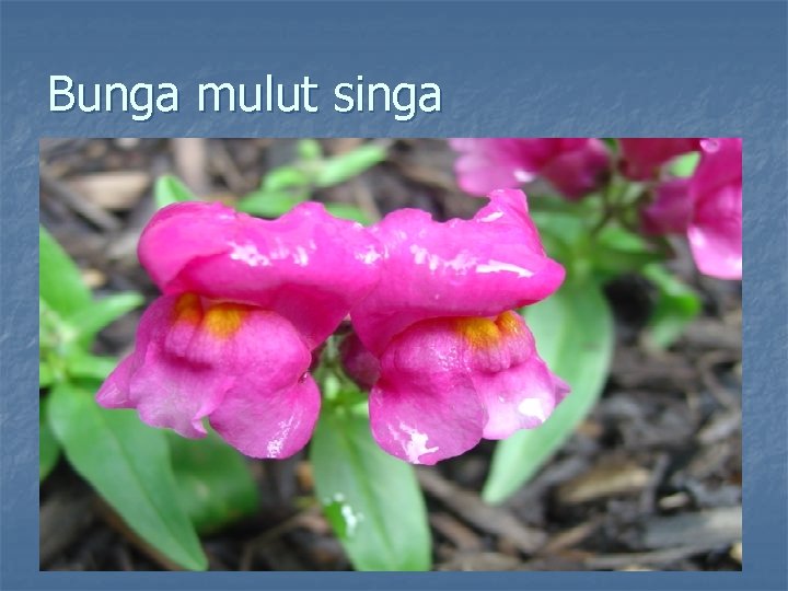 Bunga mulut singa 