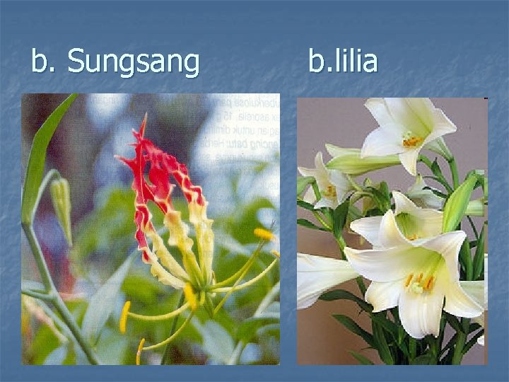 b. Sungsang b. lilia 