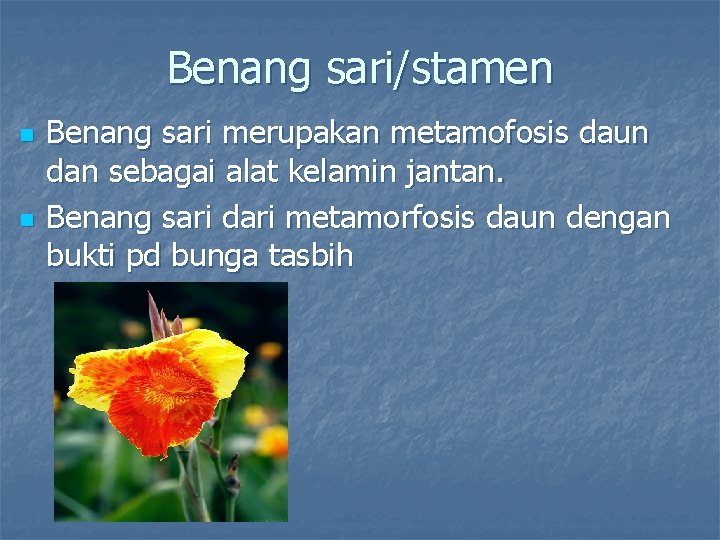 Benang sari/stamen n n Benang sari merupakan metamofosis daun dan sebagai alat kelamin jantan.