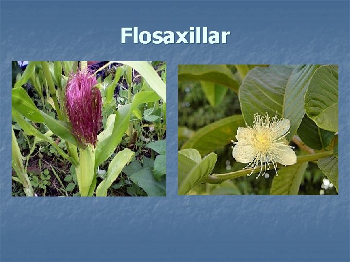 Flosaxillar 