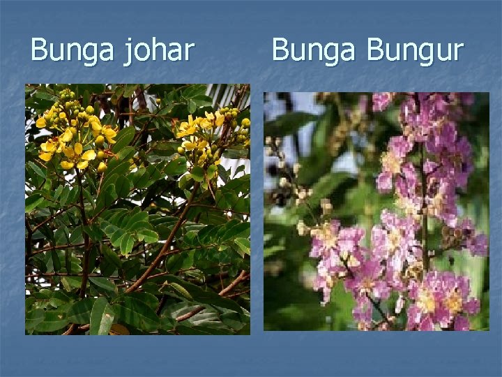 Bunga johar Bunga Bungur 