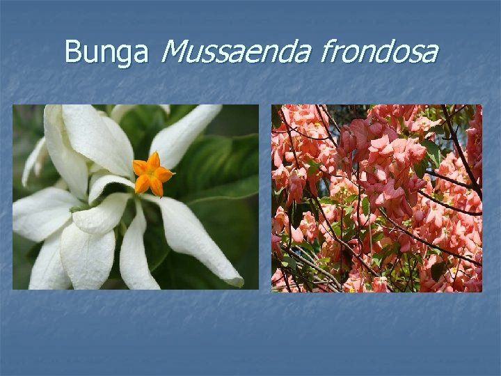 Bunga Mussaenda frondosa 