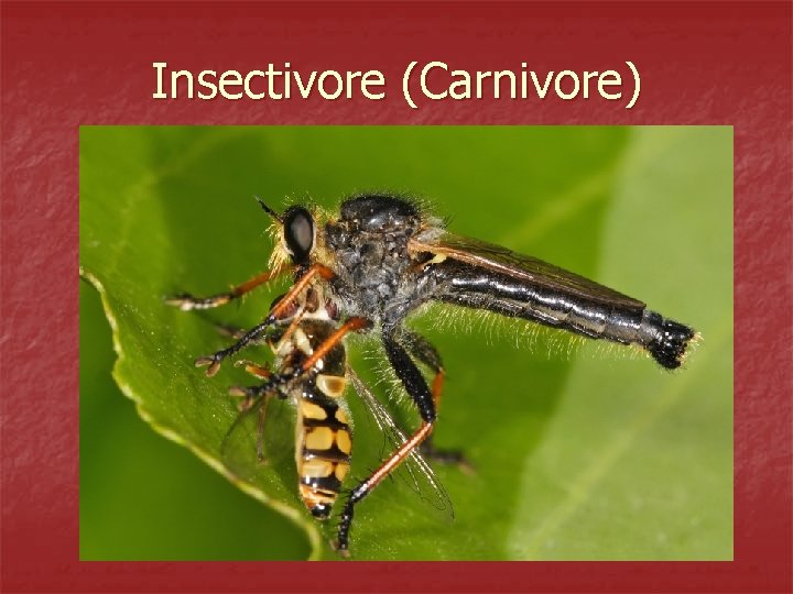 Insectivore (Carnivore) 