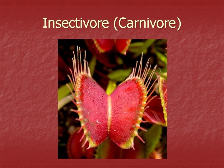 Insectivore (Carnivore) 