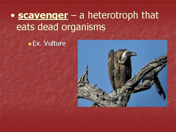  • scavenger – a heterotroph that eats dead organisms n Ex. Vulture 