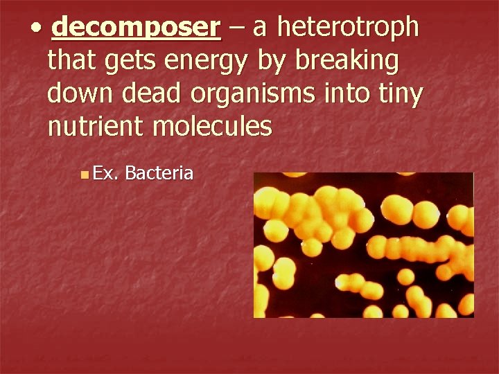  • decomposer – a heterotroph that gets energy by breaking down dead organisms