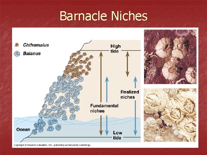 Barnacle Niches 