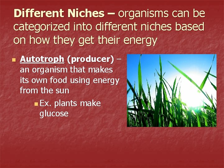 Different Niches – organisms can be categorized into different niches based on how they