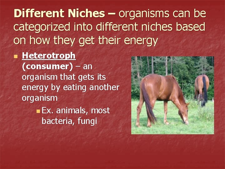 Different Niches – organisms can be categorized into different niches based on how they