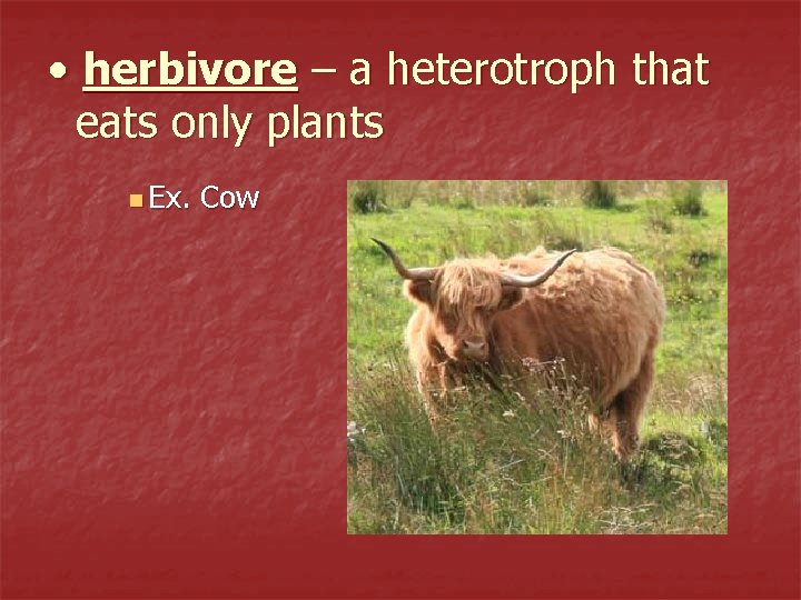  • herbivore – a heterotroph that eats only plants n Ex. Cow 