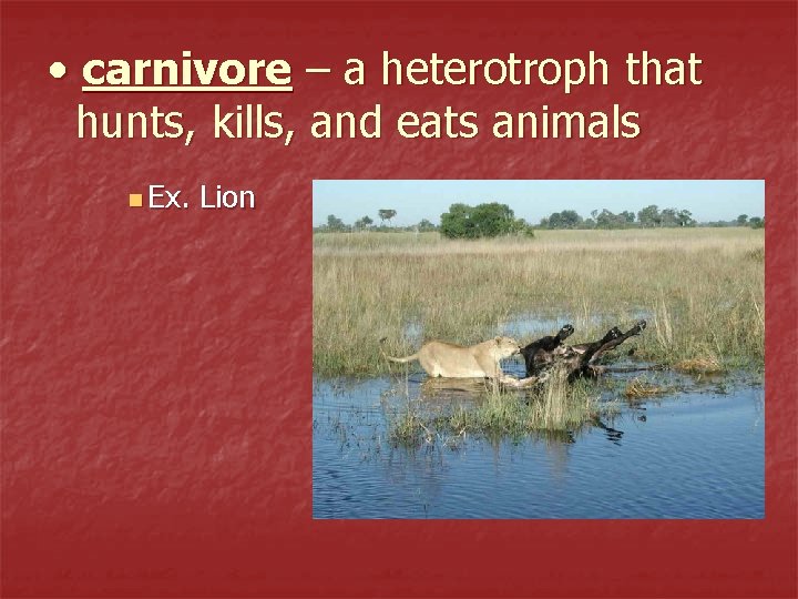  • carnivore – a heterotroph that hunts, kills, and eats animals n Ex.