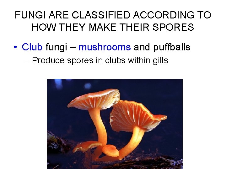 FUNGI ARE CLASSIFIED ACCORDING TO HOW THEY MAKE THEIR SPORES • Club fungi –