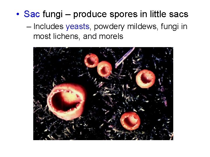  • Sac fungi – produce spores in little sacs – Includes yeasts, powdery