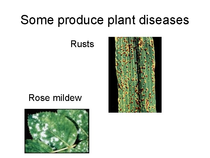 Some produce plant diseases Rusts Rose mildew 