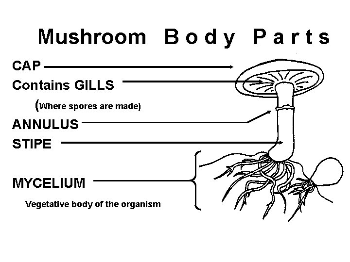 Mushroom B o d y P a r t s CAP Contains GILLS (Where