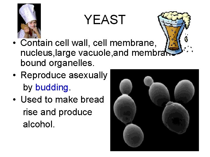 YEAST • Contain cell wall, cell membrane, nucleus, large vacuole, and membranebound organelles. •