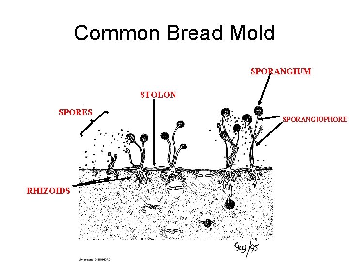 Common Bread Mold SPORANGIUM STOLON SPORES RHIZOIDS SPORANGIOPHORE 
